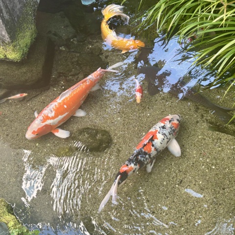 写メ