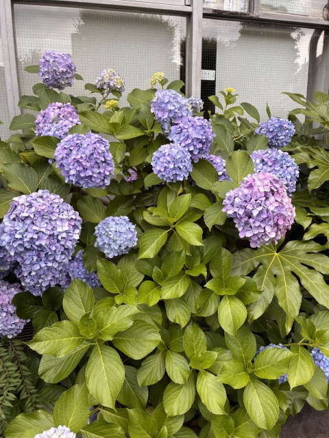 写メ